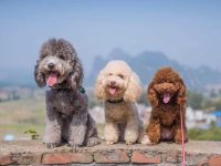 贵宾犬幼犬死亡有几种原因?(延长贵宾犬寿命的3个简单技巧)