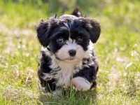 饲养一只哈瓦那犬每年要花多少钱?(哈瓦那犬一年的费用清单)