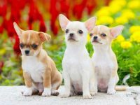 吉娃娃小狗多少钱一只?(影响吉娃娃幼犬成本差异的原因)