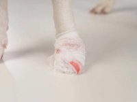 狗狗指甲断裂流血怎么办?(快速治疗狗狗指甲脱落的8种方法)