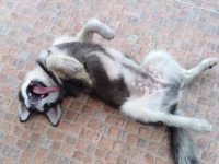 狗狗癫痫是什么原因引起?(狗狗癫痫发作的治疗方法)