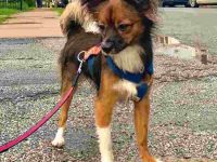 澳大利亚牧羊犬吉娃娃混种要多少钱?(澳牧吉娃娃杂交的优缺点)