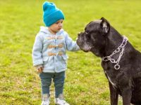 家里有小孩可以养卡斯罗犬吗?(卡斯罗犬适合有孩子家庭的四个原因)