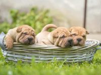 沙皮犬幼犬多少钱一只?(饲养沙皮犬一年的费用开销)