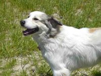 安纳托利亚牧羊犬大比利牛斯混血的起源和历史