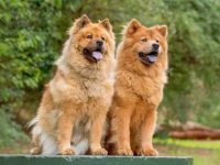 松狮犬是天生的蓝舌头吗?(舌头蓝色的狗狗有什么品种?)