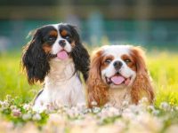 骑士查理士王小猎犬要多少钱一只?(查理士王小猎犬成本差异的原因)