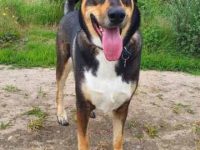 杜宾哈士奇混血多少钱一只?(杜宾哈士奇杂交的优缺点)