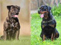 什么是卡斯罗罗威纳犬混种?(卡斯罗罗威纳犬杂交的起源和历史)