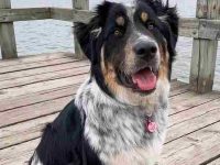 大比利牛斯澳牧混血要多少钱?(大比利牛斯澳牧杂交的优缺点)