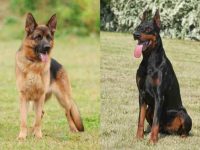 什么是德国牧羊犬杜宾犬混种?(德国牧羊犬杜宾犬杂交的起源和历史)