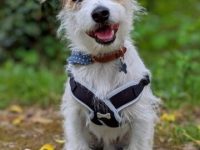 杰克罗素梗马耳他混血多少钱一只?(杰克罗素梗马耳他杂交的优缺点)