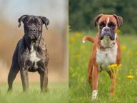 什么是卡斯罗拳师犬混种?(卡斯罗拳师犬混杂交的起源和历史)