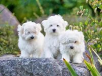 一只马耳他犬要多少钱?(饲养马耳他犬每年的成本开销)