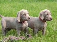 纯种威玛猎犬多少钱一只?(饲养威玛猎犬一年的费用开销)