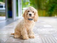 饲养可卡犬每年要花多少钱?(可卡犬每年的养育费用及省钱技巧)