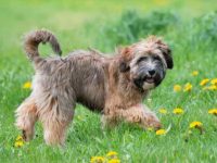 西藏梗幼犬多少钱一只?(影响西藏梗成本的五大因素)