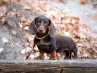迷你腊肠犬平均寿命能活多久?(饲养迷你腊肠犬的每年费用清单)
