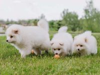 纯种庞斯基犬要多少钱一只?(庞斯基犬为什么这么贵?)