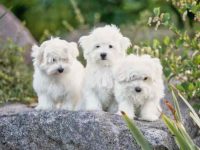 玛尔济斯幼犬要多少钱一只?(影响玛尔济斯犬成本差异的六大因素)