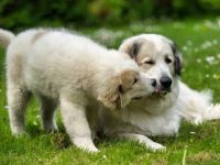 比利牛斯山犬要多少钱一只?(饲养比利牛斯山犬每年的成本花费)