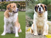 大比利牛斯圣伯纳德犬杂交的起源和历史