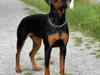 卡斯罗杜宾犬混血多少钱一只?(卡斯罗杜宾犬的优点和缺点)