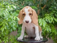 柠檬色比格犬要多少钱一只?(饲养柠檬色比格犬一年的花费清单)