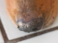 狗狗鼻子上有硬块结痂是怎么回事?(导致狗狗鼻子结痂的6种原因)