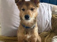 柴犬贵宾犬混血要多少钱一只?(柴犬贵宾犬杂交的优缺点)