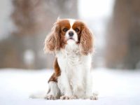 养骑士查理王小猎犬每年要多少钱?(新手养查理王小猎犬的省钱秘诀)