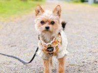 约克博美犬混血要多少钱一只?(约克博美犬杂交的优缺点)