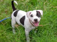 美国恶霸犬要多少钱一只?(影响美国恶霸犬的价格差异及原因)