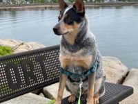 澳大利亚牧牛犬哈士奇混血多少钱?(澳牧牛犬哈士奇混种的优缺点)