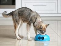 哈士奇吃什么狗粮有营养?(哈士奇不能吃的东西清单)