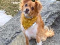 一只混血金毛吉娃娃要多少钱?(金毛吉娃娃杂交的优缺点)