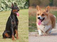 什么是杜宾柯基犬混种?(杜宾柯基犬混血的起源和历史)