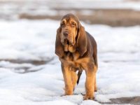 寻血猎犬的每年要花多少钱?(新手养寻血猎犬最省钱的方法)