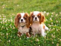 纯种查理士王小猎犬多少钱一只?(查理士王小猎犬每年的养护开支)