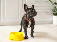 波士顿梗犬吃什么狗粮好?(波士顿梗不能吃的食物清单)