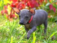 墨西哥无毛犬多少钱一只?(饲养墨西哥无毛犬的费用清单)