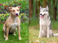 什么是比特犬哈士奇混种?(比特犬哈士奇杂交的历史和起源)