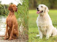 什么是拉布拉多维兹拉犬混种?(拉布拉多维兹拉犬杂交的起源和历史)