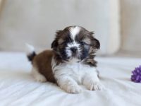 纯种西施犬多少钱一只?(西施犬为什么这么贵)