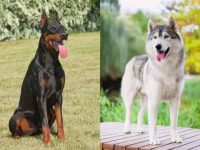 什么是杜宾哈士奇混种犬?(杜宾哈士奇混血的起源和历史)