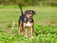 什么是比格犬比特犬混种?(比格犬比特犬混血的起源和历史)