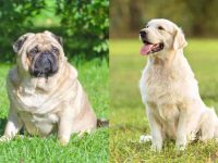 哈巴狗拉布拉多混种?(哈巴狗拉布拉多杂交的起源和历史)