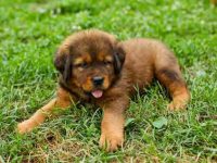 养一只纽芬兰犬需要多少钱?(饲养纽芬兰犬每年的成本花费)