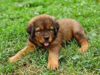 饲养纽芬兰的每年要花多少钱?(纽芬兰犬日常生活省钱秘籍)