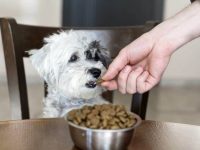 哈瓦那犬吃什么狗粮比较好?(什么东西哈瓦那犬不能吃)